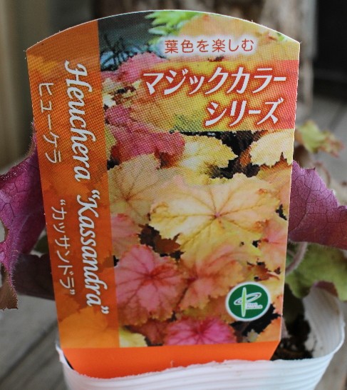 ヒューケラ border=