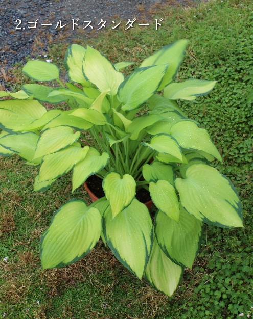 ホスタ ギボウシ 8号 シェードガーデン 夏の花 カラーリーフ 多年草