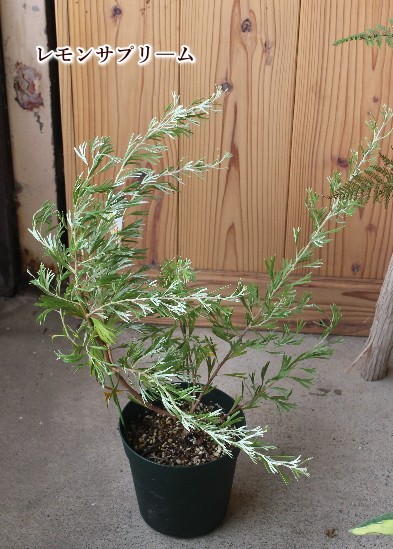 グレヴィレア 花木 庭木 オーストラリア原産 非耐寒性小低木 ガーデニング お洒落 人気品種 Na 139 アグレアーブル花や 通販 Yahoo ショッピング