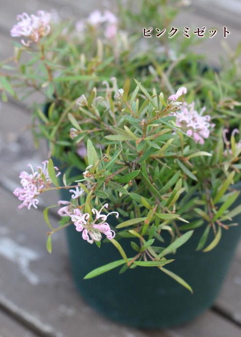 グレヴィレア 花木 庭木 オーストラリア原産 非耐寒性小低木 ガーデニング お洒落 人気品種 Na 139 アグレアーブル花や 通販 Yahoo ショッピング