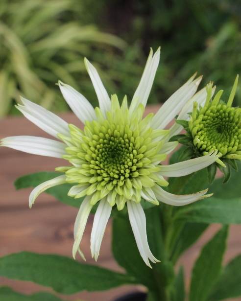 エキナセア チェリーフラフ 宿根草 お洒落なグリーンの花 4号ポット苗