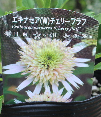エキナセア チェリーフラフ 宿根草 お洒落なグリーンの花 4号ポット苗