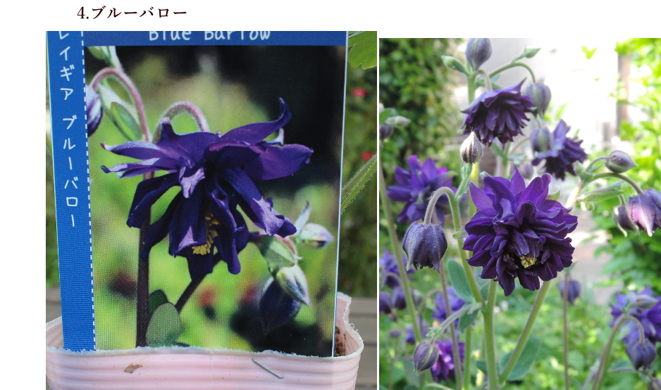 オダマキ15苗 宿根草 Fodexpo Com Co
