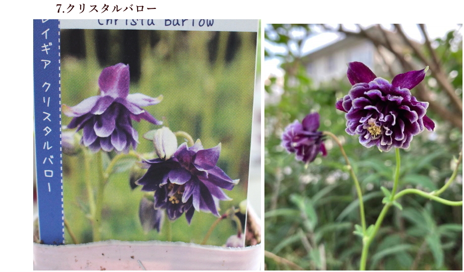 西洋オダマキ アクレイギア 宿根草 常緑性耐寒多年草 3.5号苗 草花