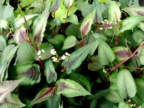 ペルシカリア レッドドラゴン 宿根草 耐寒多年草 3.5号苗 草花 カラー