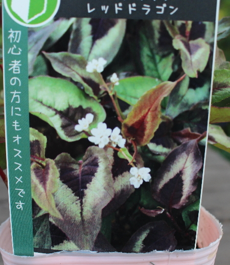 ペルシカリア レッドドラゴン 宿根草 耐寒多年草 3.5号苗 草花 ペルシカリア レッドドラゴン 宿根草 耐寒多年草 3.5号苗 草花