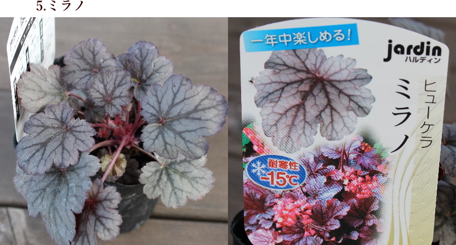 ヒューケラ 宿根草 お洒落なカラーリーフ 寄せ植え 3号 苗 常緑 ヒューケラ 宿根草 お洒落なカラーリーフ 寄せ植え 3号 苗 常緑
