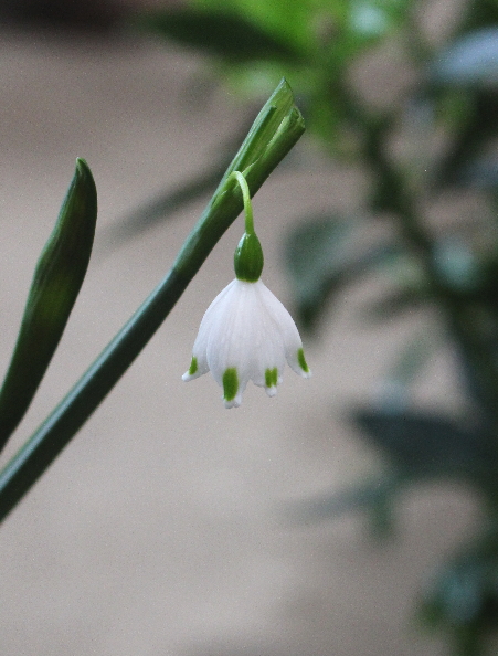 スズラン 球根 白と紫の花 Amazon.co.jp: 選べる花色「 ヒヤシンス 球根 【 白花(ホワイトパール