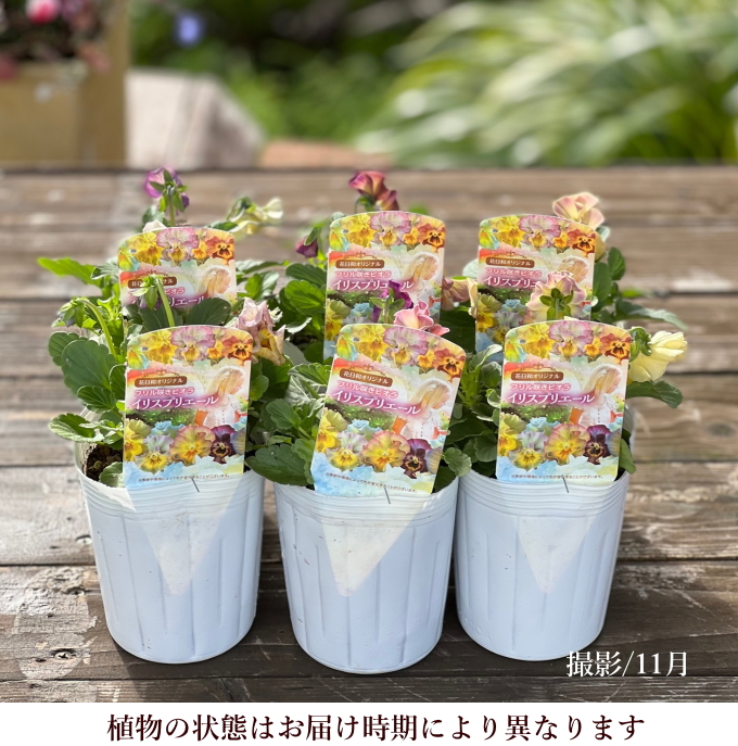 イリスプリエール フリル咲きビオラ 花色お任せ 3.5号 花日和 良株 寄せ植え まとめ割 : na-299 : アグレアーブル花や - 通販 -  Yahoo!ショッピング