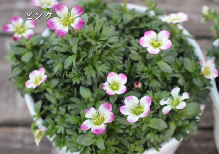 雲間草 3号 クモマソウ クモマグサ まとめ割 : アグレアーブル花や