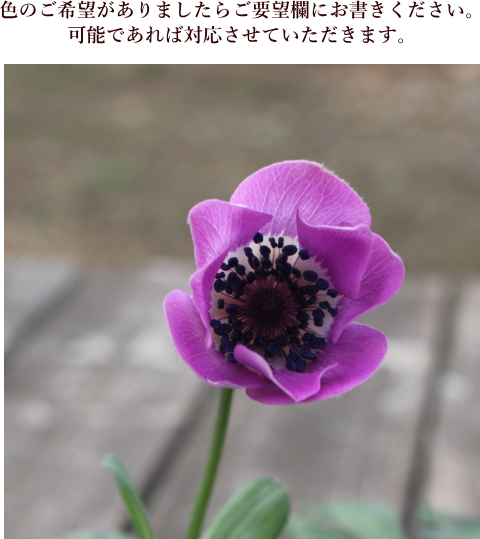 アネモネ パブニナ 3.5号 花色おまかせ 耐寒性球根 ガーデニング