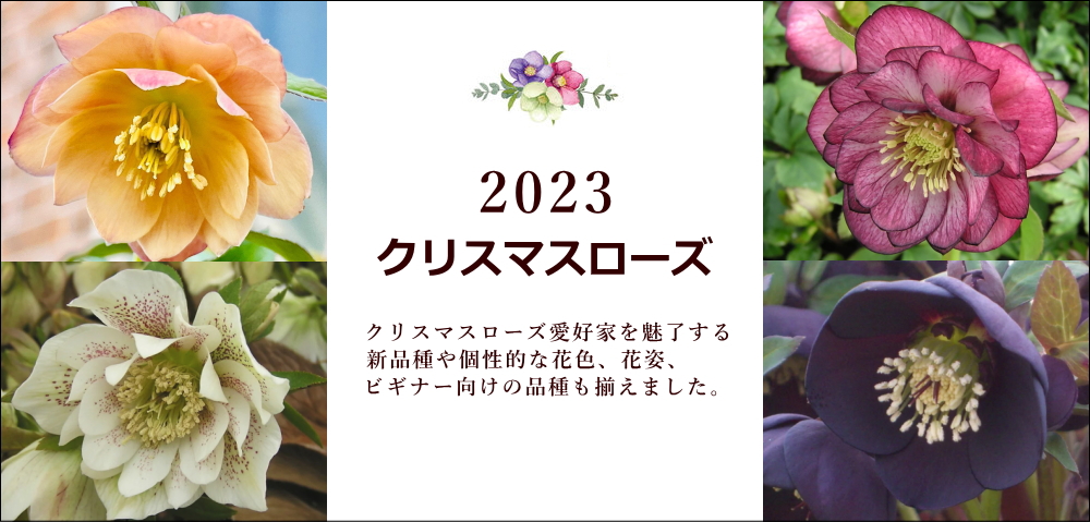 プレゼント お祝い 誕生日