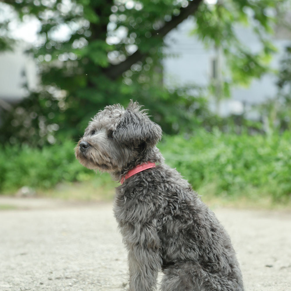 犬 首輪 犬の首輪 おしゃれ ブランド 革 中型犬 小型犬 本革 革製 革 イタリアンレザー かわいい シンプル 10mm 15mm メール便送料無料｜agress｜03