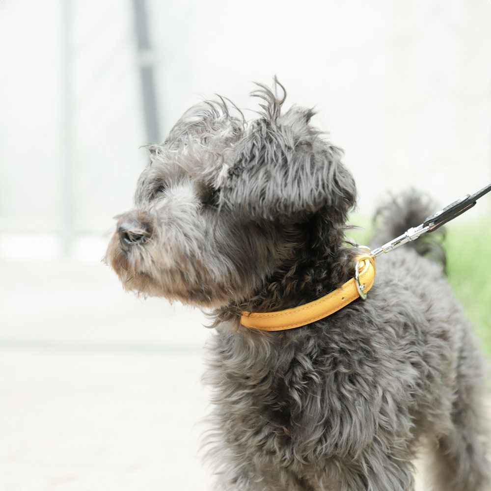 犬 首輪 犬の首輪 おしゃれ ブランド 革 中型犬 小型犬 本革 革製 革 イタリアンレザー かわいい シンプル 10mm 15mm メール便送料無料｜agress｜04