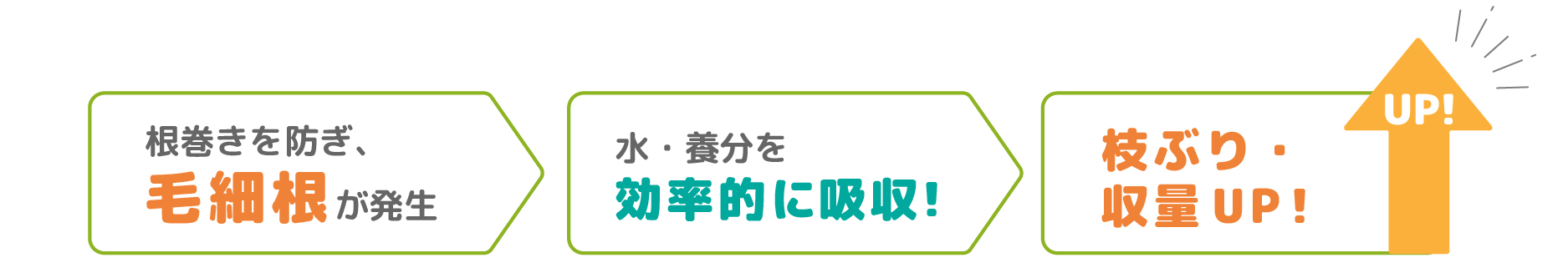 根巻きを防ぎ毛細根が発生→水・養分を効率的に吸収→枝ぶり収量アップ