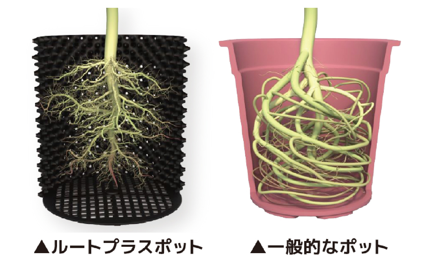 ルートプラスポットと一般的なポットの比較画像