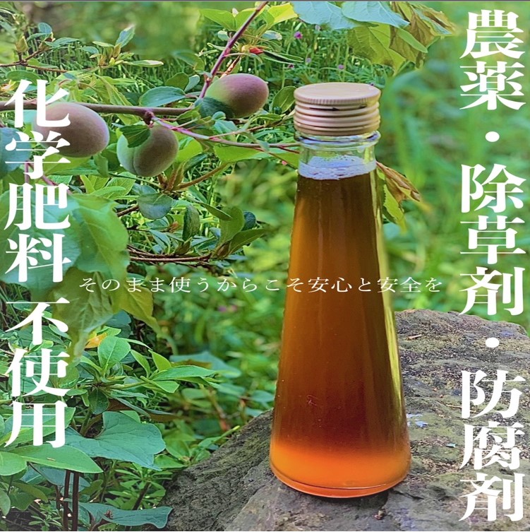 青梅 2kg 無農薬 南高梅 L~3L 梅酒 梅シロップ 梅干し 梅酢