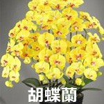 200cm 人工観葉植物 フェイク 人工植物 大型 シンプルオーガスタ 全高