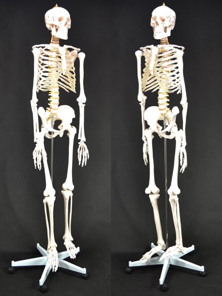 骨格模型 人体模型 等身大 整体 ヒューマンスカル 人体骨格模型 ###人体模型XC-101☆###