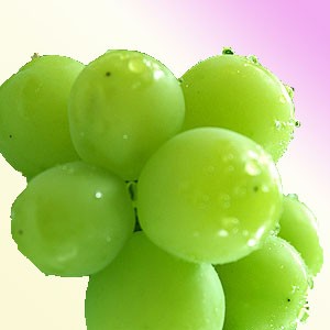 シャインマスカット　甘い黄色い！　長野県産　減農薬 楽天市場】9月分予約 減農薬 愛媛産 シャインマスカット 特選2房