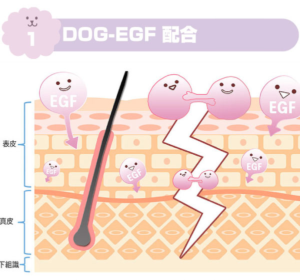DOG-EGF配合