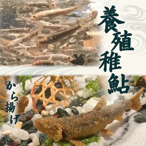 冷凍 稚鮎 鮎 (あゆ)（500g×2）ブロック【愛知県産 養殖鮎】魚介類 魚