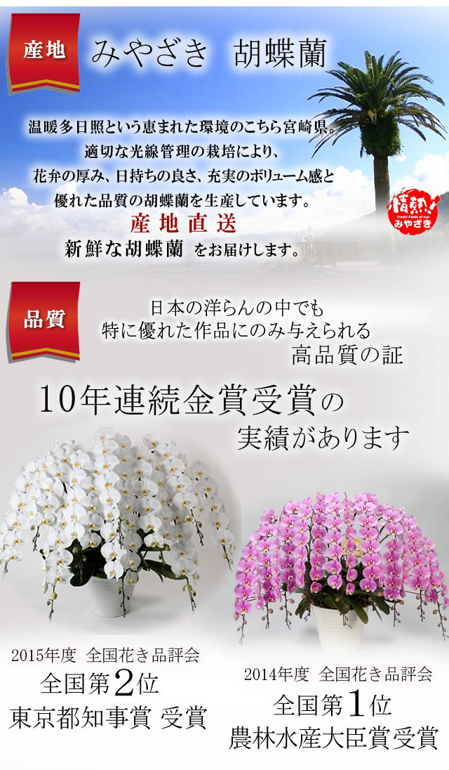 ミディ胡蝶蘭 さくらひめ6本立ち 7寸鉢（コチョウラン) 誕生日