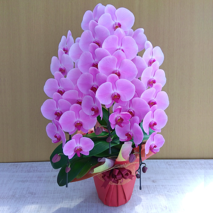 バラとピンク胡蝶蘭の豪華エレガント特大リース♪♪☆* 35cm 華やかな胡蝶蘭とガーベラとカーネションのパステル