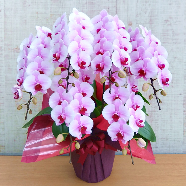 胡蝶蘭の愛華園芸ヤフー店 - Yahoo!ショッピング
