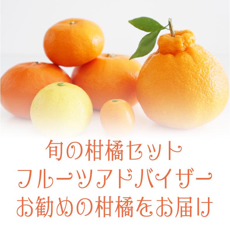 【送料無料】【国産 柑橘 3種 食べ比べギフトセット(12個入) 】柑橘 みかん フルーツ くだもの 果物｜aino-kajitu｜02