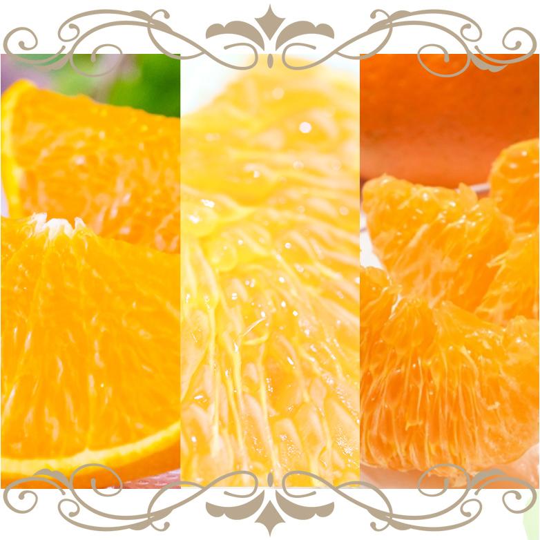 【送料無料】【国産 柑橘 3種 食べ比べギフトセット(12個入) 】柑橘 みかん フルーツ くだもの 果物｜aino-kajitu｜03