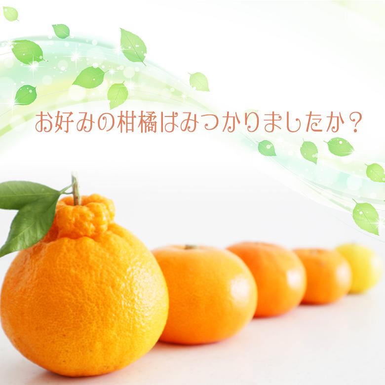 【送料無料】【国産 柑橘 3種 食べ比べギフトセット(12個入) 】柑橘 みかん フルーツ くだもの 果物｜aino-kajitu｜05