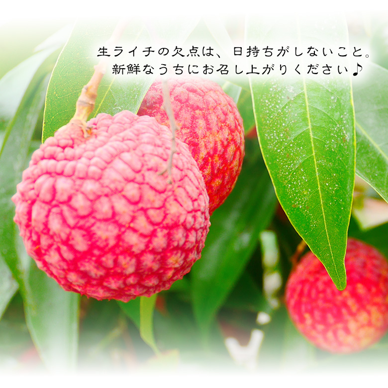 ☆今だけ20%OFF☆フルーツ ギフト お中元 夏 果物 ギフト 暑中見舞【宝石箱 厳選★生ライチ 9個入】ライチ 国産ライチ お祝 内祝 お供え 誕生日 くだもの 関連画像3