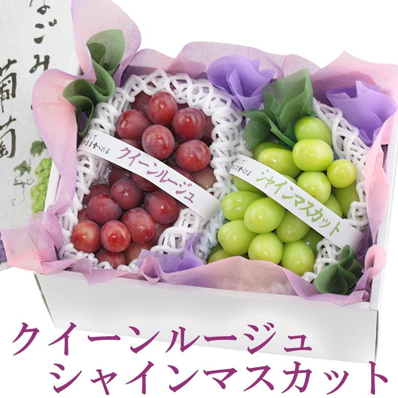 【国産 美味 ぶどう 2種 食べ比べ ギフトセット （シャインマスカット・クイーンルージュ）】ぶどう フルーツ くだもの 果物｜aino-kajitu
