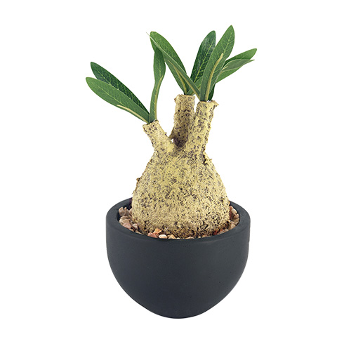 フェイクグリーン 観葉植物 コーデックス 塊根植物 人工観葉植物