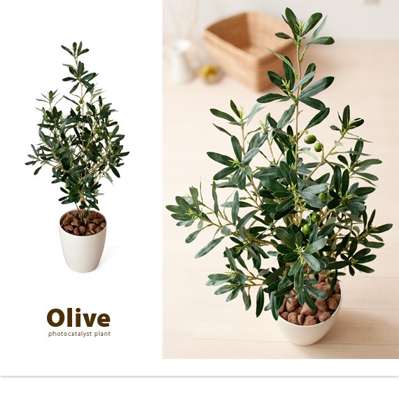 光触媒　人工観葉植物　ウォールグリーン　フェイクグリーン　オリーブカラテア120 光触媒 人工観葉植物 ウォールグリーン フェイクグリーン