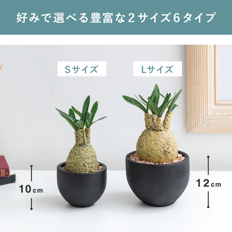 フェイクグリーン 観葉植物 コーデックス 塊根植物 人工観葉植物 人工