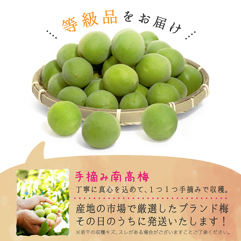 青梅 南高梅 2〜3Lサイズ 5kg秀・ 優品 : 愛須商店 - 通販 - Yahoo