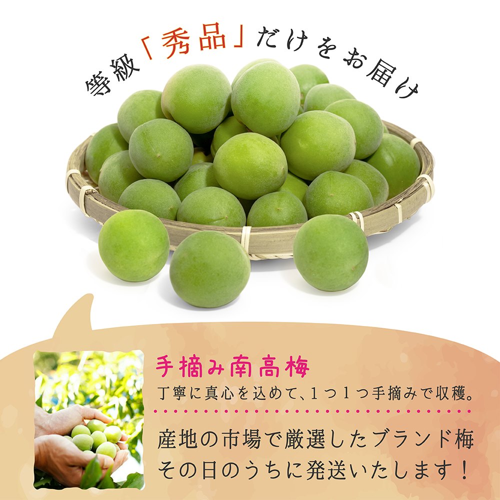 ぽにゃるどページ青梅完熟10ｋｇ2Lサイズ以下なるべくLサイズ以下 楽天市場】【送料無料】青梅 和歌山産 完熟青梅≪南高梅≫L