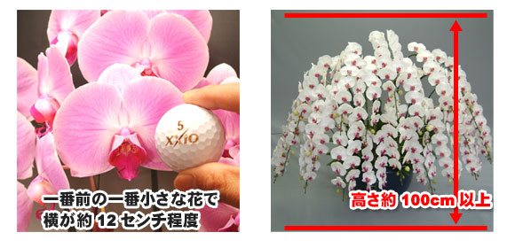 胡蝶蘭の大きさの目安