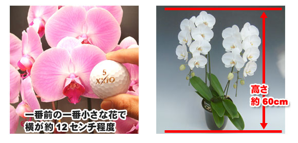 胡蝶蘭の大きさの目安