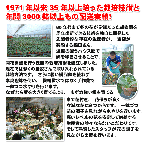 1971年以来35年以上培った栽培技術と年間3000鉢以上もの配送実績