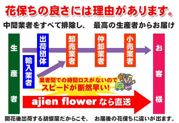 花保ちの良さには理由があります。中間業者をカットしているから開花からお届けまでが最短！