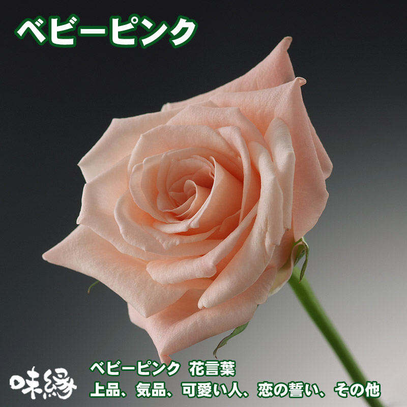 バラ額縁セット ArtRoom aobagasou 額装福箱 通販決定