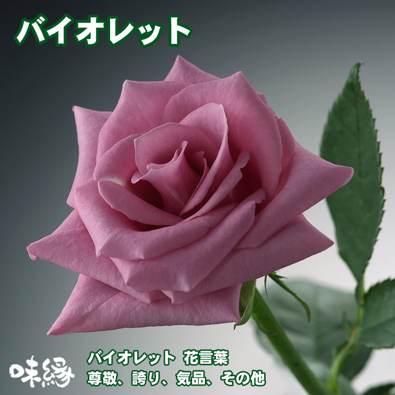 バラ額縁セット 楽天市場】【6set迄ゆうパケット可】巻きバラミックス [中]15