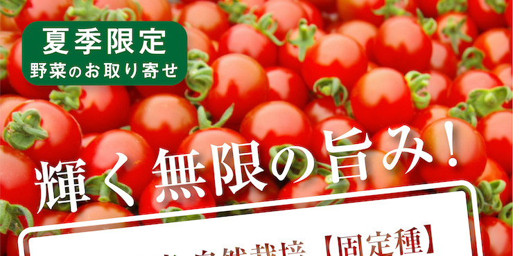 自然栽培のステラミニトマト　300g×4パック　（約1.2kg） 自然ファームハレトケ　ミニトマト　北海道産　固定種　種子消毒なし　自家採種