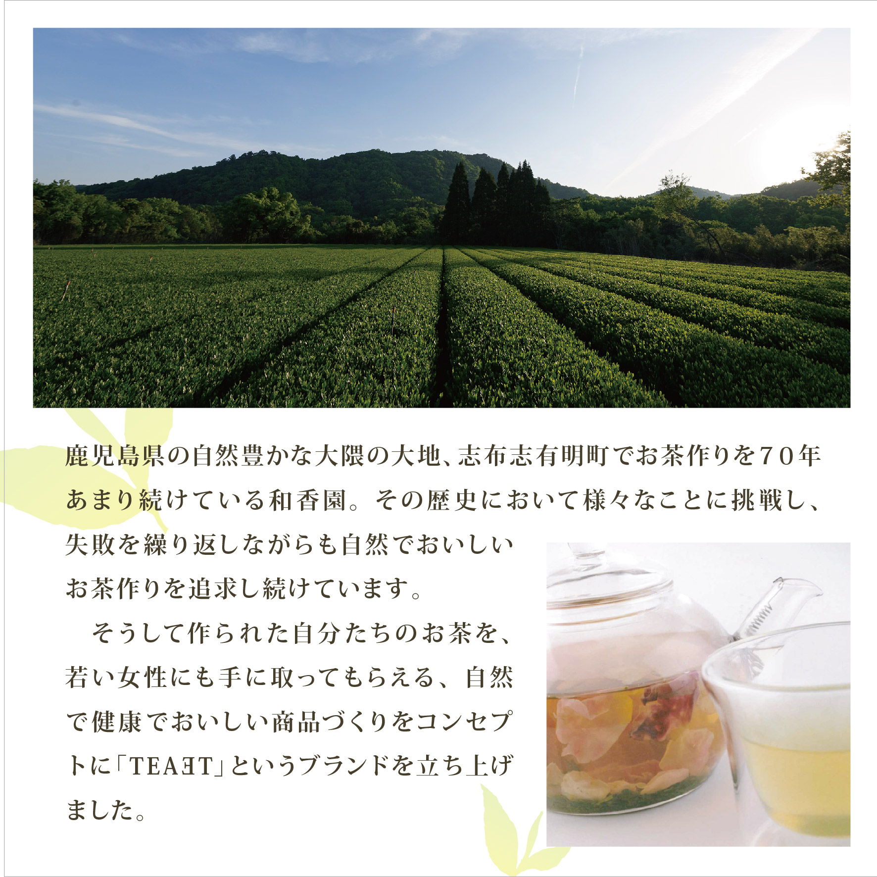 2024 母の日 ギフト TEAET DB-04 お茶 日本茶 緑茶 フレーバー ティー 