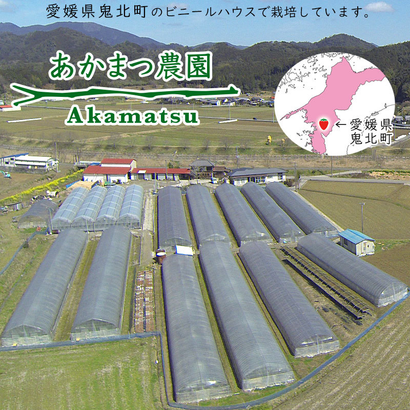 愛媛県鬼北町のビニールハウスで栽培しています。