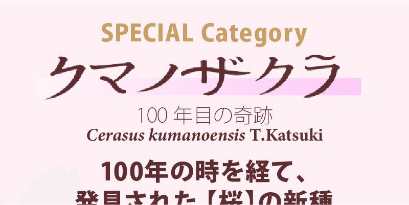 カテゴリー クマノサクラ
