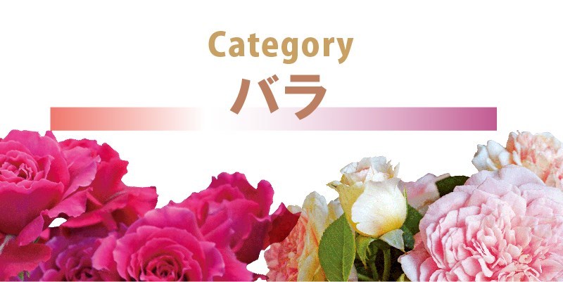 カテゴリー バラ
